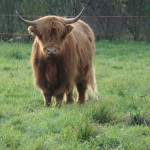 Highland Cattle