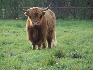 Highland Cattle