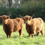 Highland Cattle 2