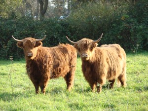 Highland Cattle 2