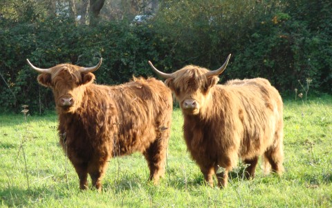 Highland Cattle 2