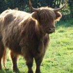 Highland Cattle 3