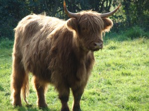 Highland Cattle 3