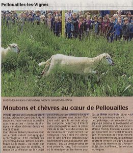 Eco Paturage Pellouaille les vignes